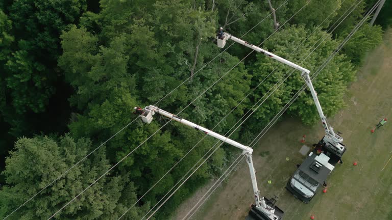 Tree and Shrub Care in Newport, NC